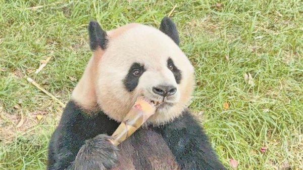 威贤配资 大熊猫馆联票上线