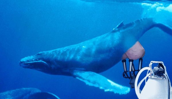 七星配资  25美元限量销售，仍有人候补购买，鲸奶真的能喝吗，啥味道？