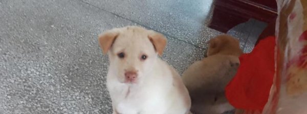 道正网 五只狗子五种性格，有些性格真的是天生的